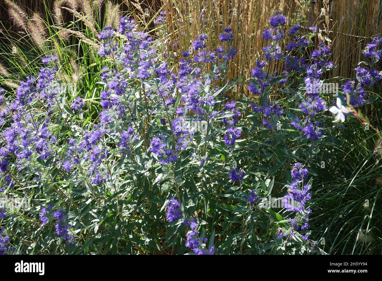 Bluebeard flower hi-res stock photography and images - Alamy