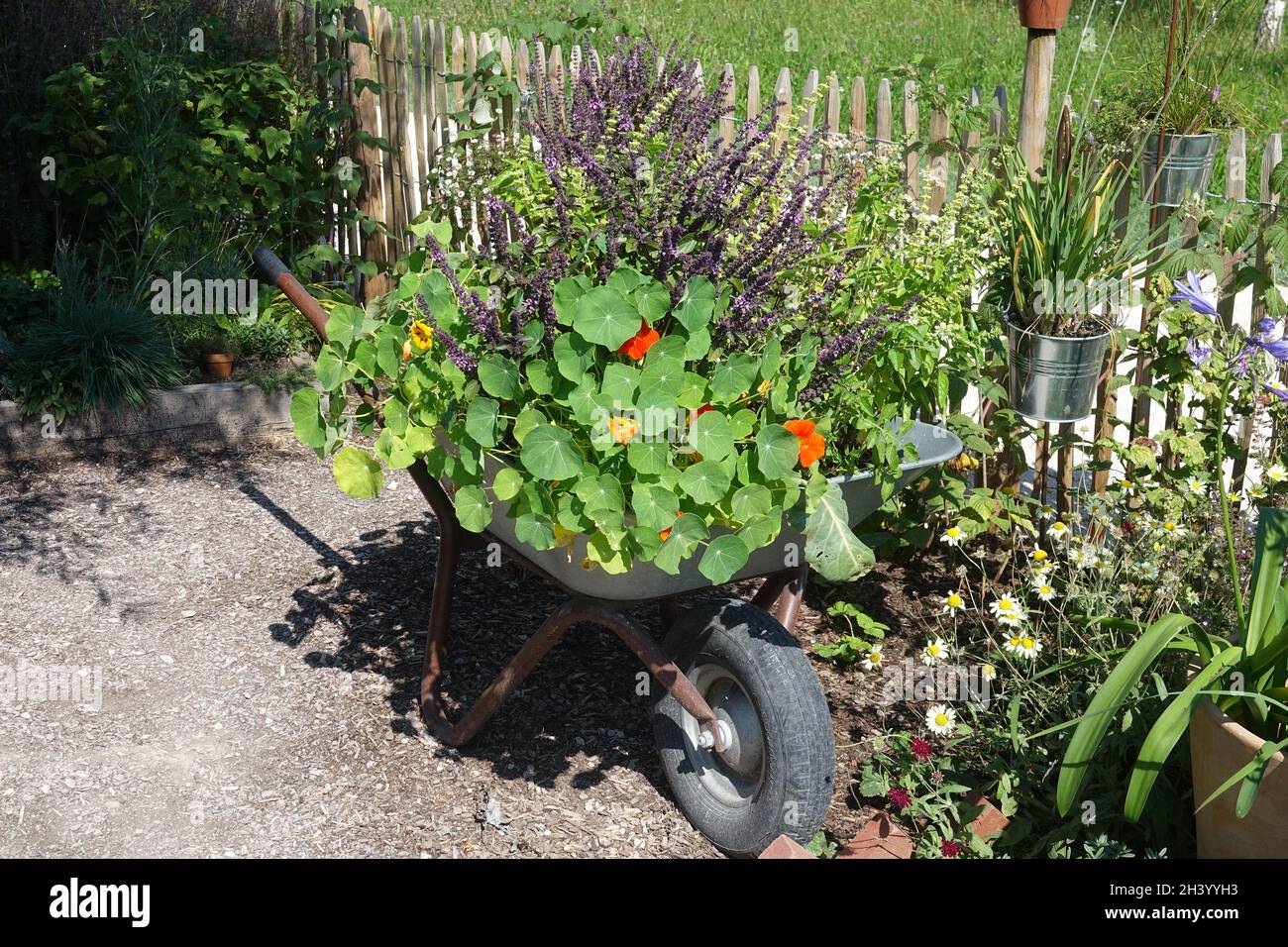Wheelbarrow with plants Stock Photo
