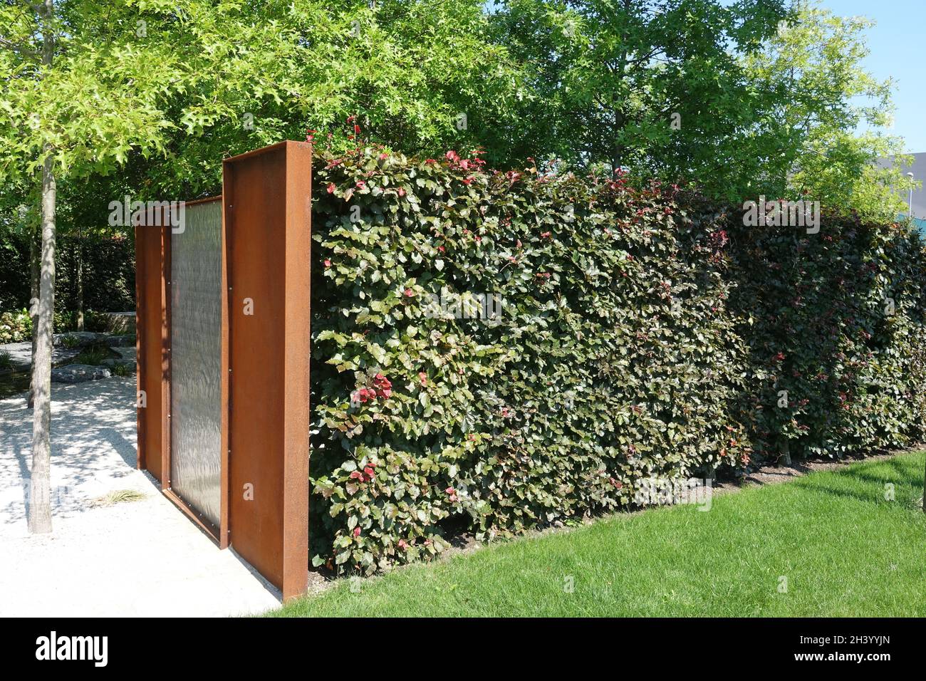 Fagus sylvatica Atropunicea, redleaved beech, hedge Stock Photo