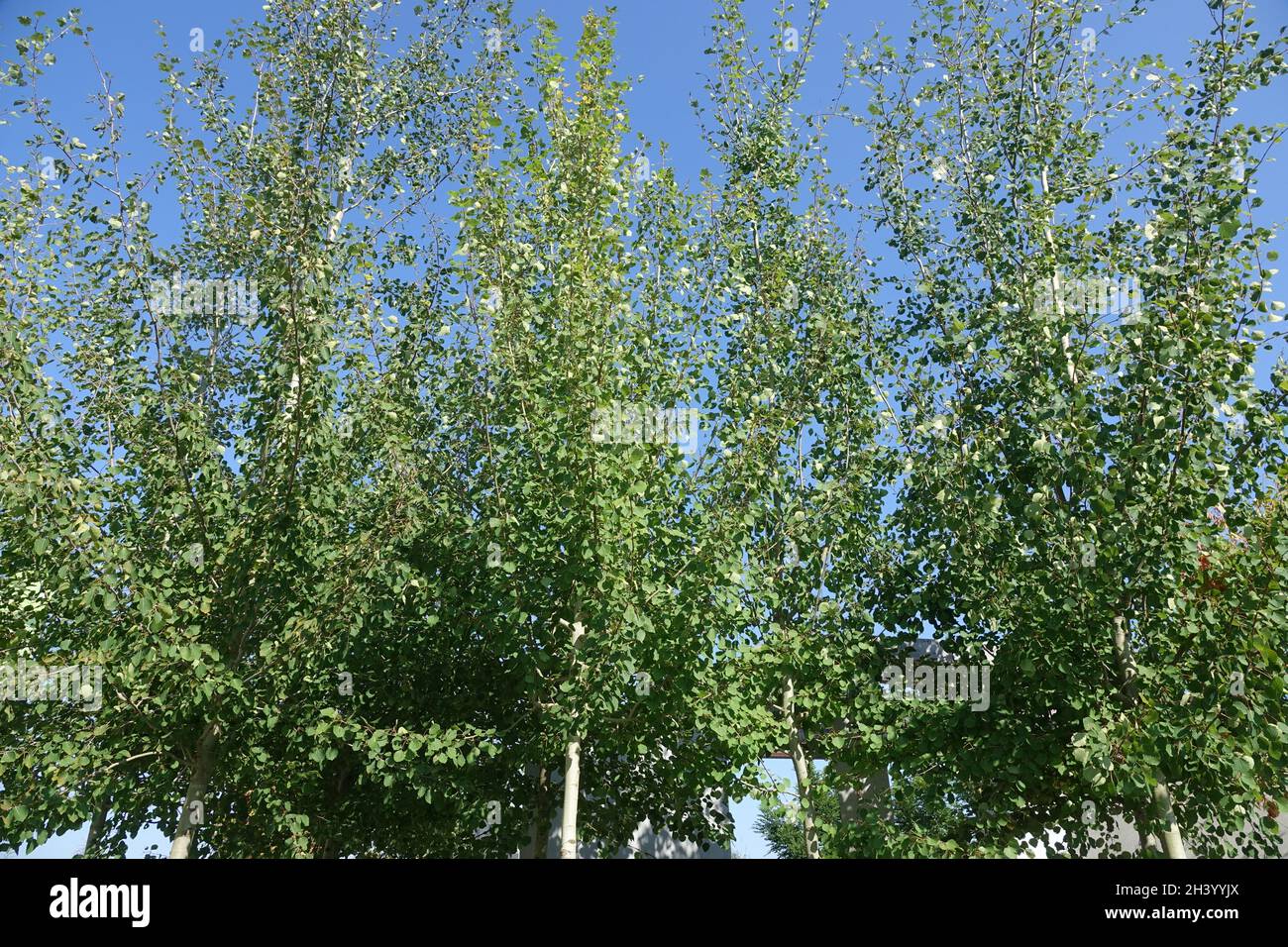 Populus tremuloides, american aspen Stock Photo