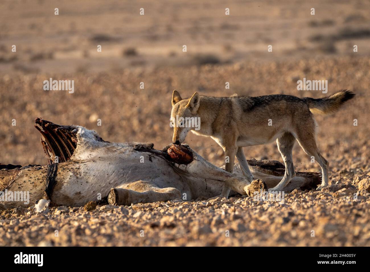 female Arabian wolf (Canis lupus arabs)  is a subspecies of gray wolf Stock Photo