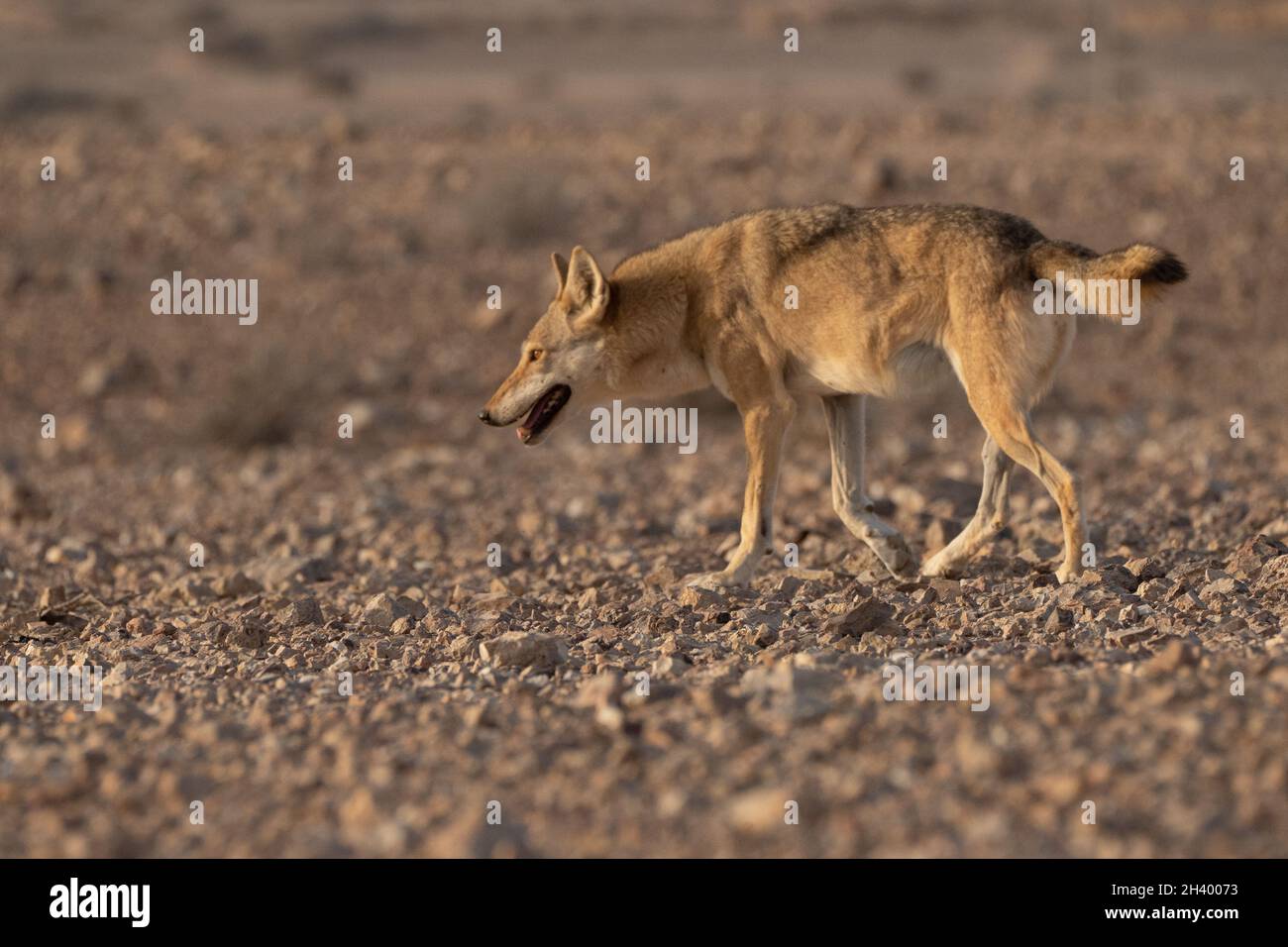 female Arabian wolf (Canis lupus arabs)  is a subspecies of gray wolf Stock Photo