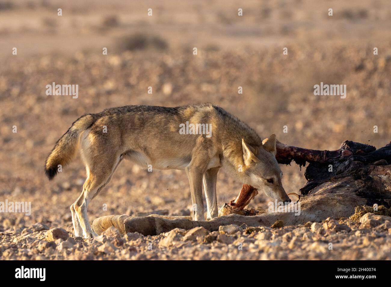 female Arabian wolf (Canis lupus arabs)  is a subspecies of gray wolf Stock Photo