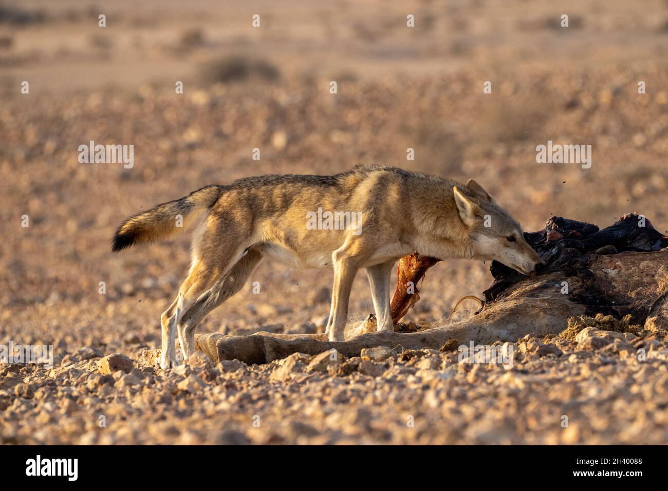 female Arabian wolf (Canis lupus arabs)  is a subspecies of gray wolf Stock Photo