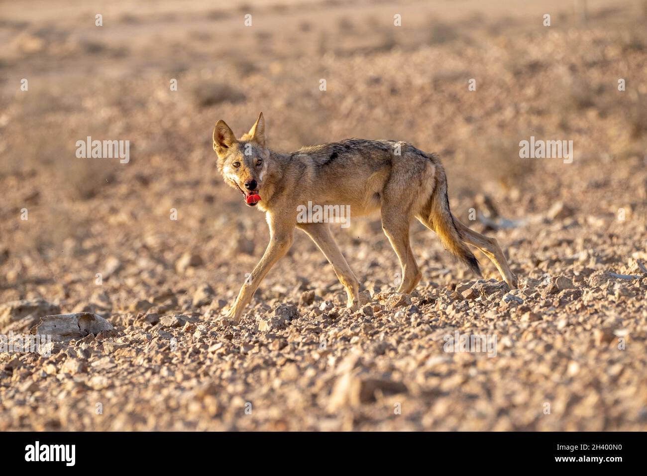 young female Arabian wolf (Canis lupus arabs)  is a subspecies of gray wolf Stock Photo