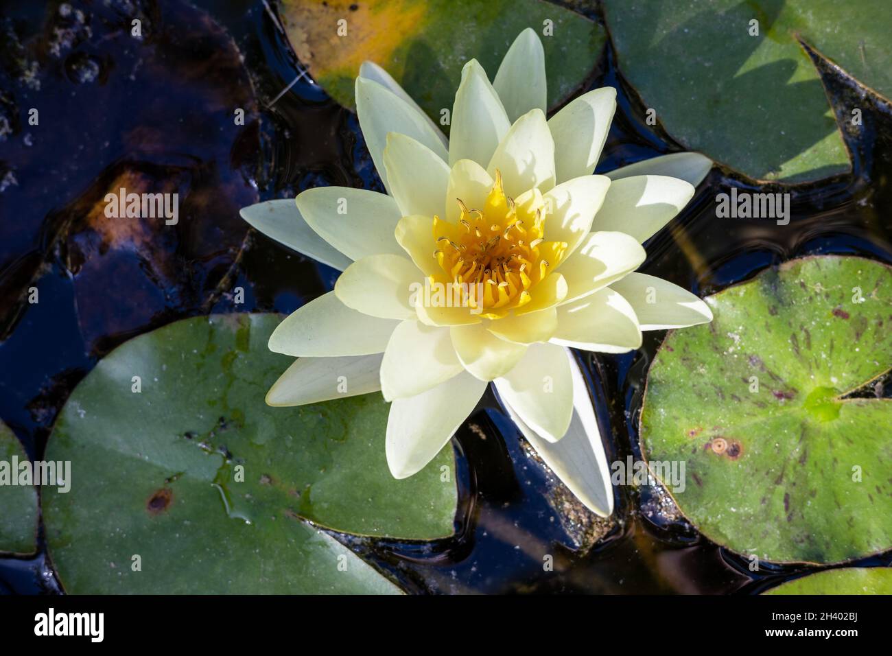 blooming water lily flower, top view Stock Photo Alamy