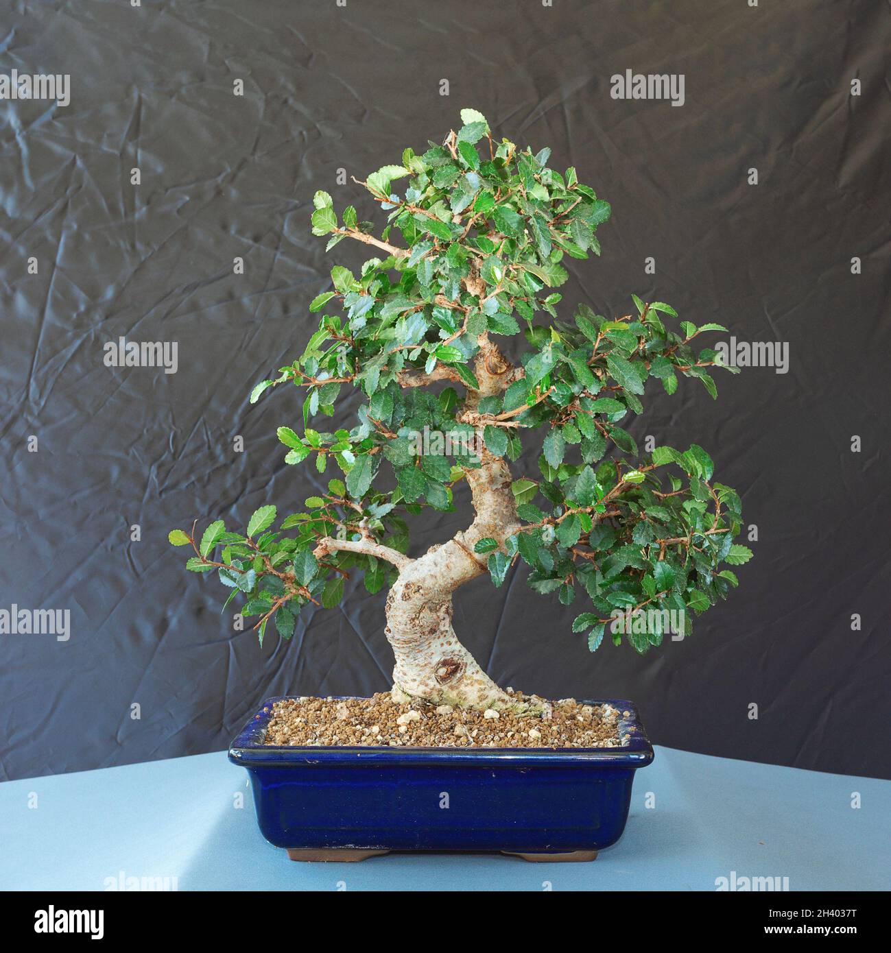 chinese elm beautiful bonsai (Ulmus parvifolia) Stock Photo