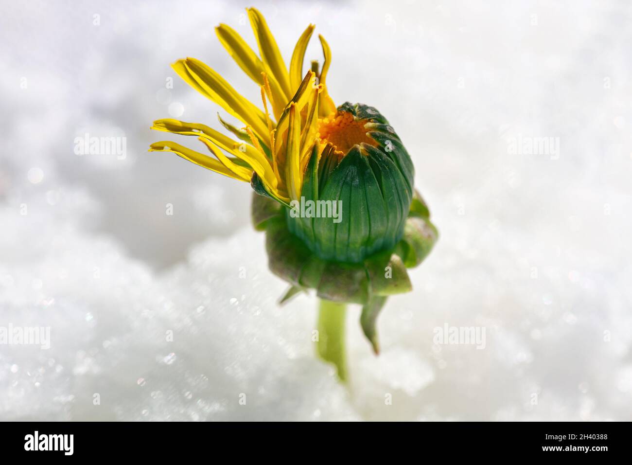 Young green sprout breaks through the cold snow Stock Photo