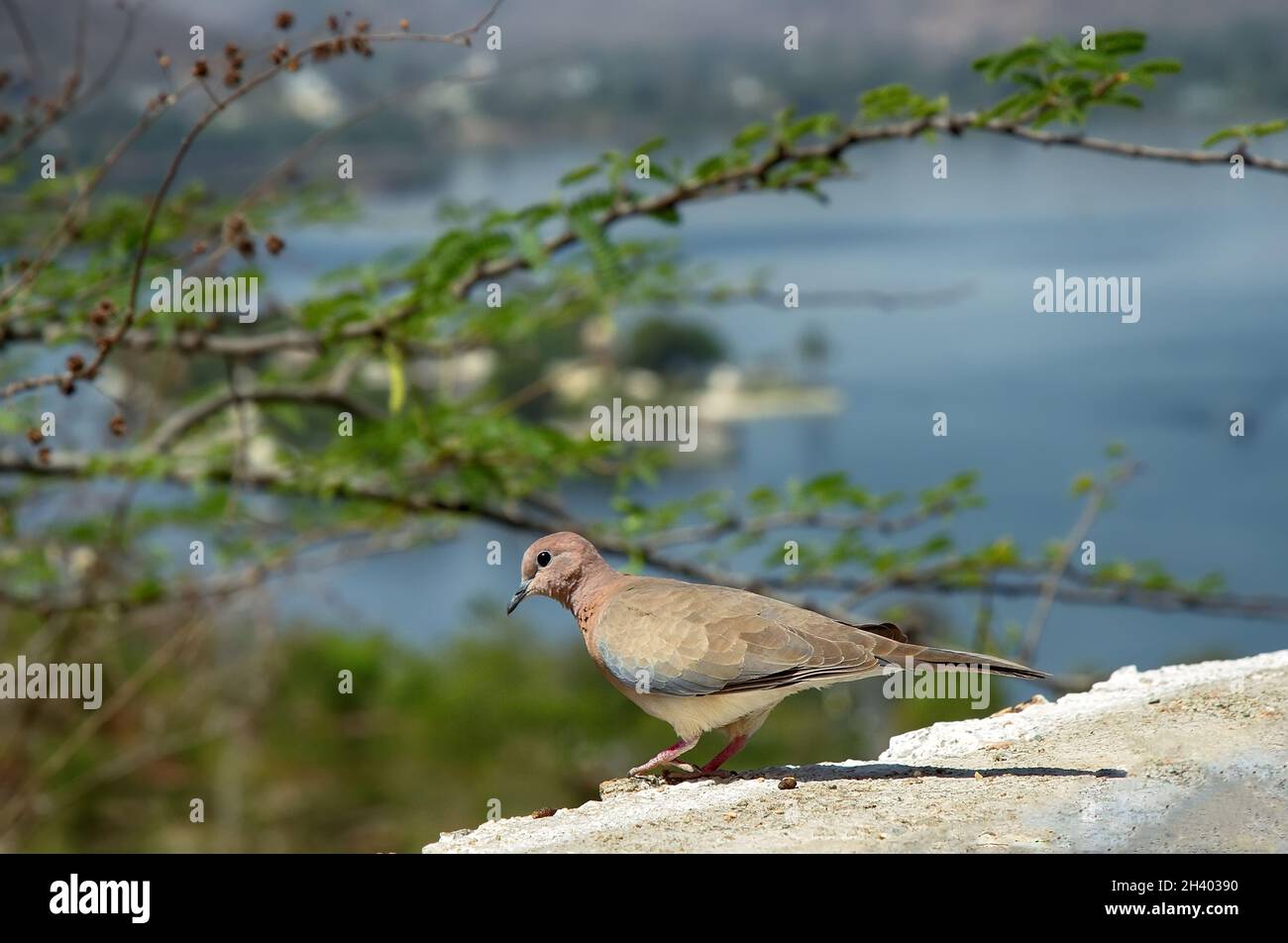Birds Of India. Small dove in the grove Stock Photo Alamy