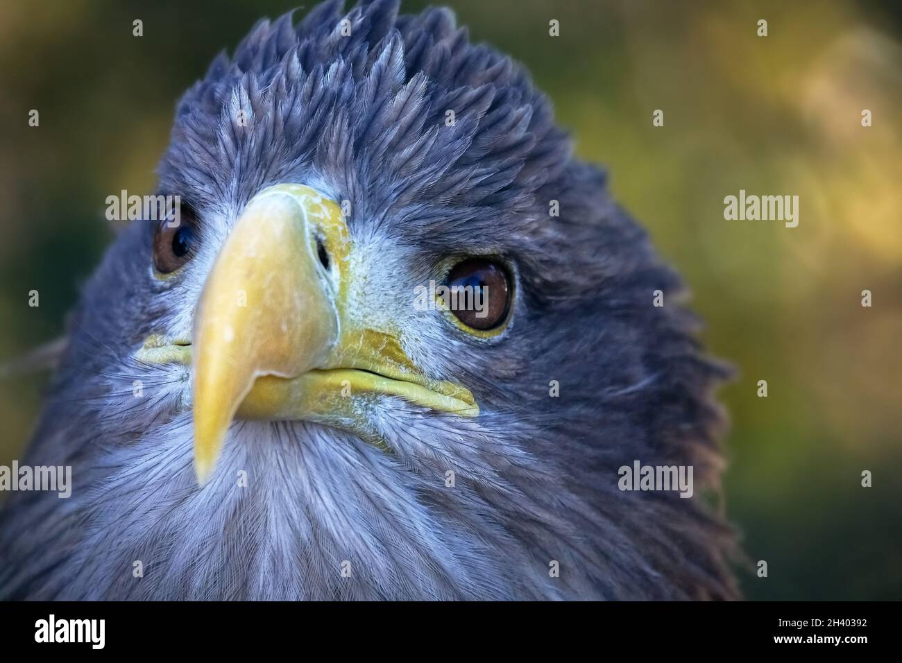 White-tailed eagle portrait Stock Photo