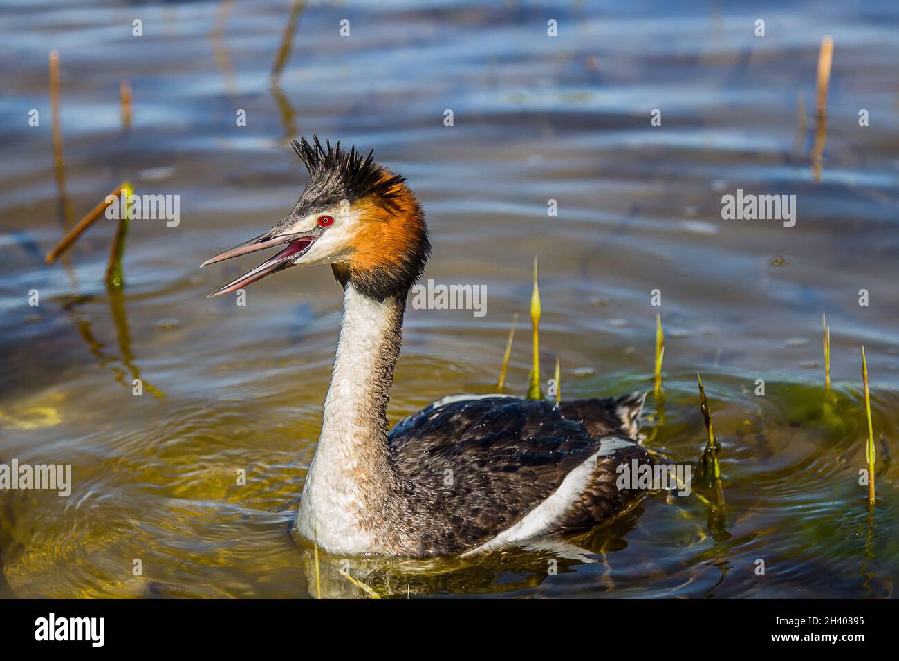 Great-crested grebe in mating plumage Stock Photo