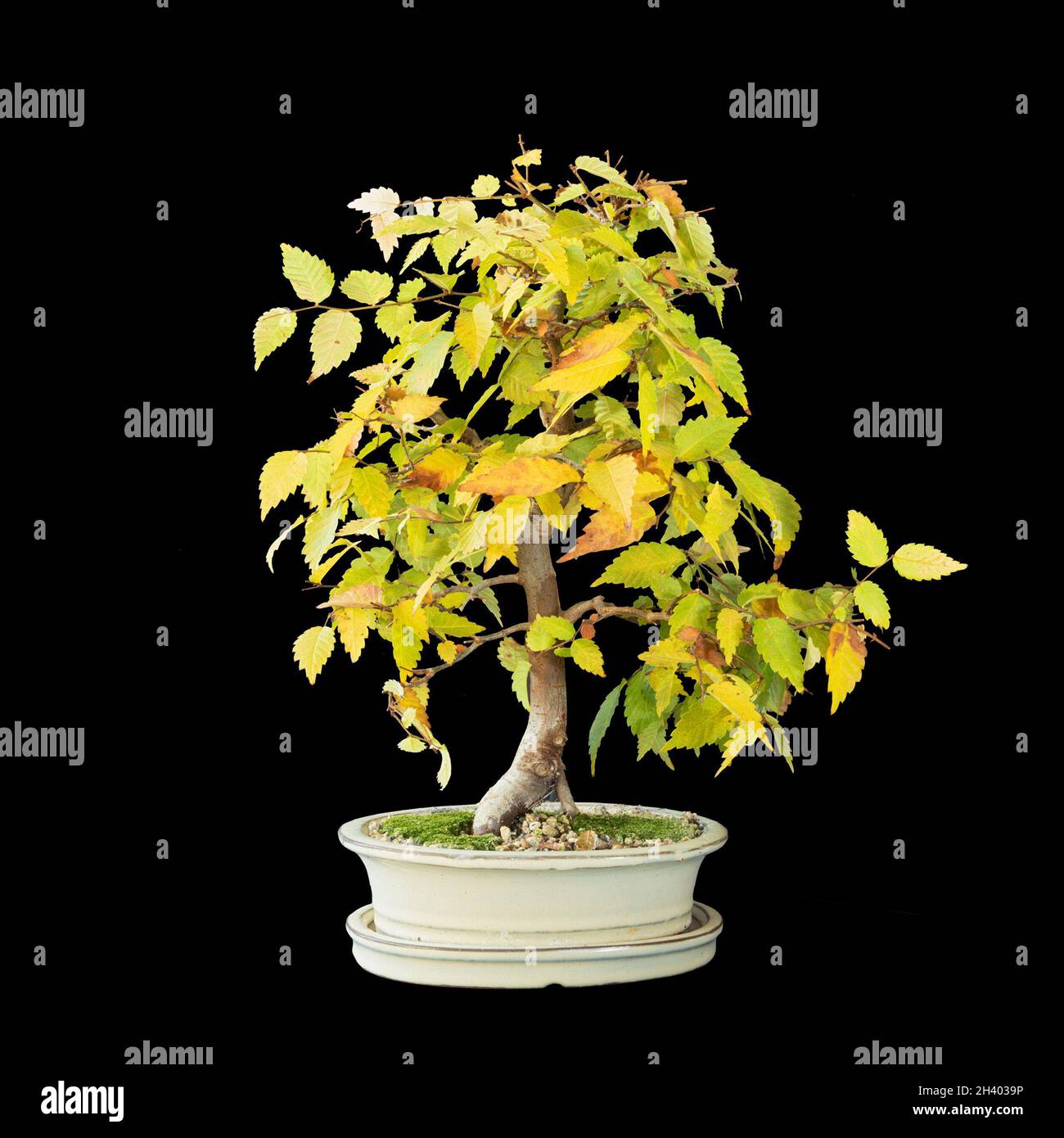 japanese elm bonsai isolated on dark background (Zelkova serrata) Stock Photo