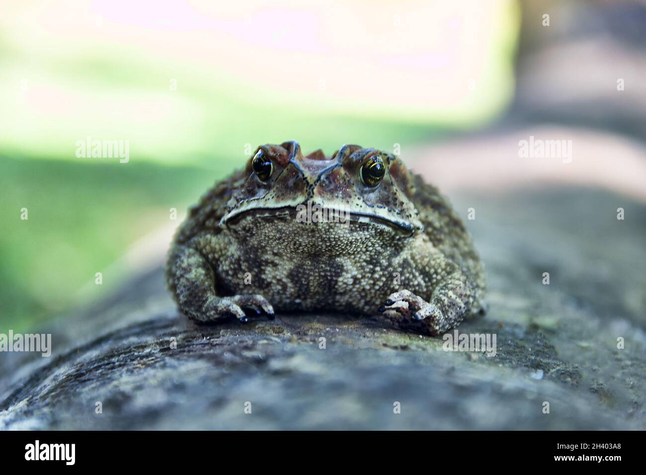 Ferguson's toad (Bufo fergusonii) in past Schneider's (dwarf) toad (Duttaphrynus Stock Photo