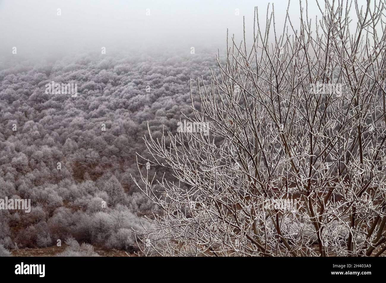 Frost-covered trees, bushes, grasses with coming frost Stock Photo