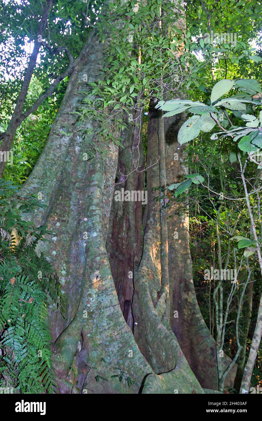 Teak tree with plank-buttress root covered with vines Stock Photo