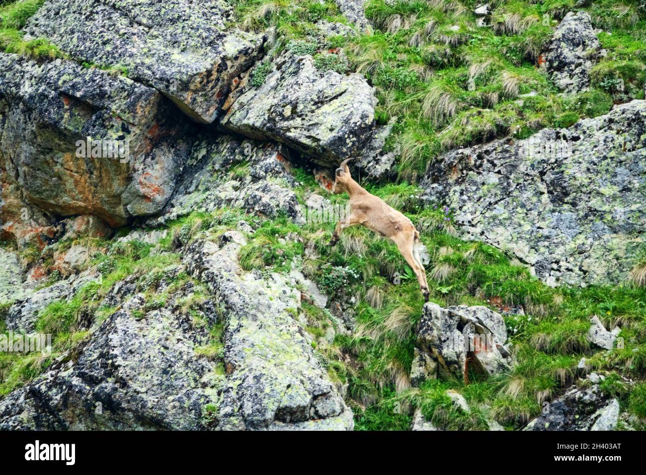 West Caucasian tur in Elbrus Stock Photo - Alamy