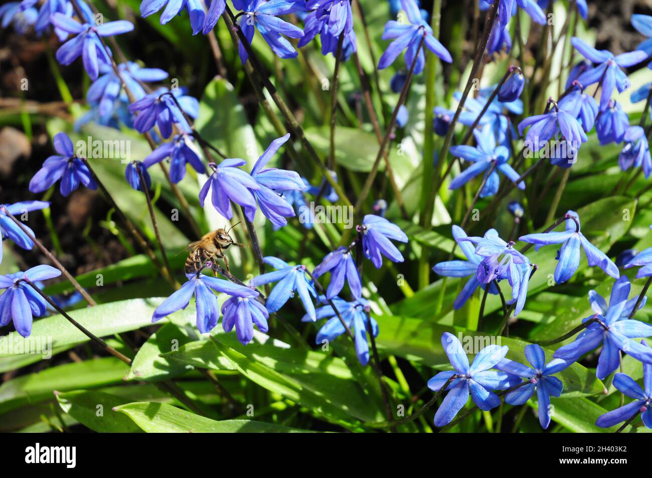 First spring flowers Squill, Scilla Bifolia with honey bees in the garden flower bed Stock Photo