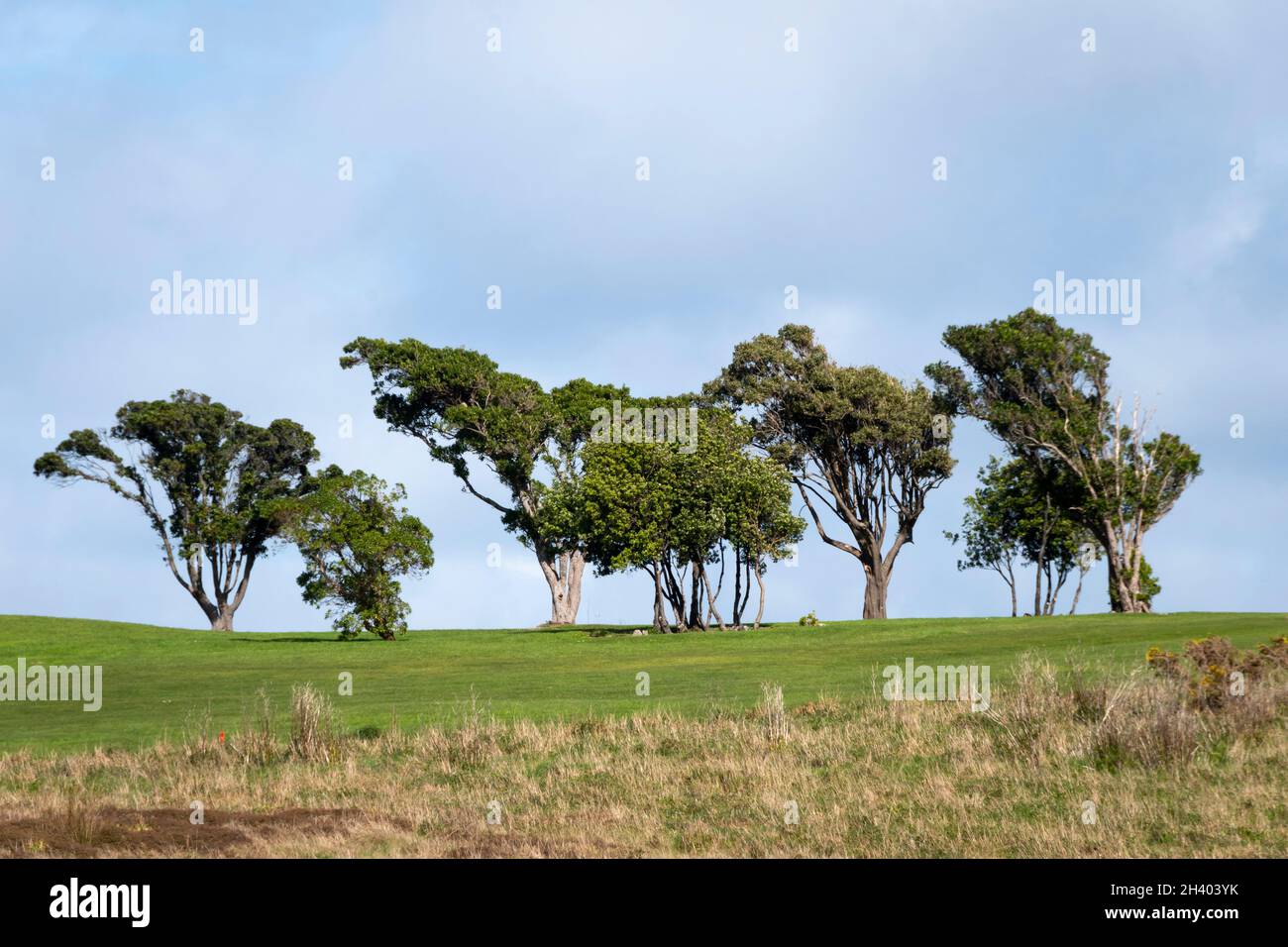 Row of trees on skyline, Titahi Bay, Porirua, Wellington, North Island, New Zealand Stock Photo