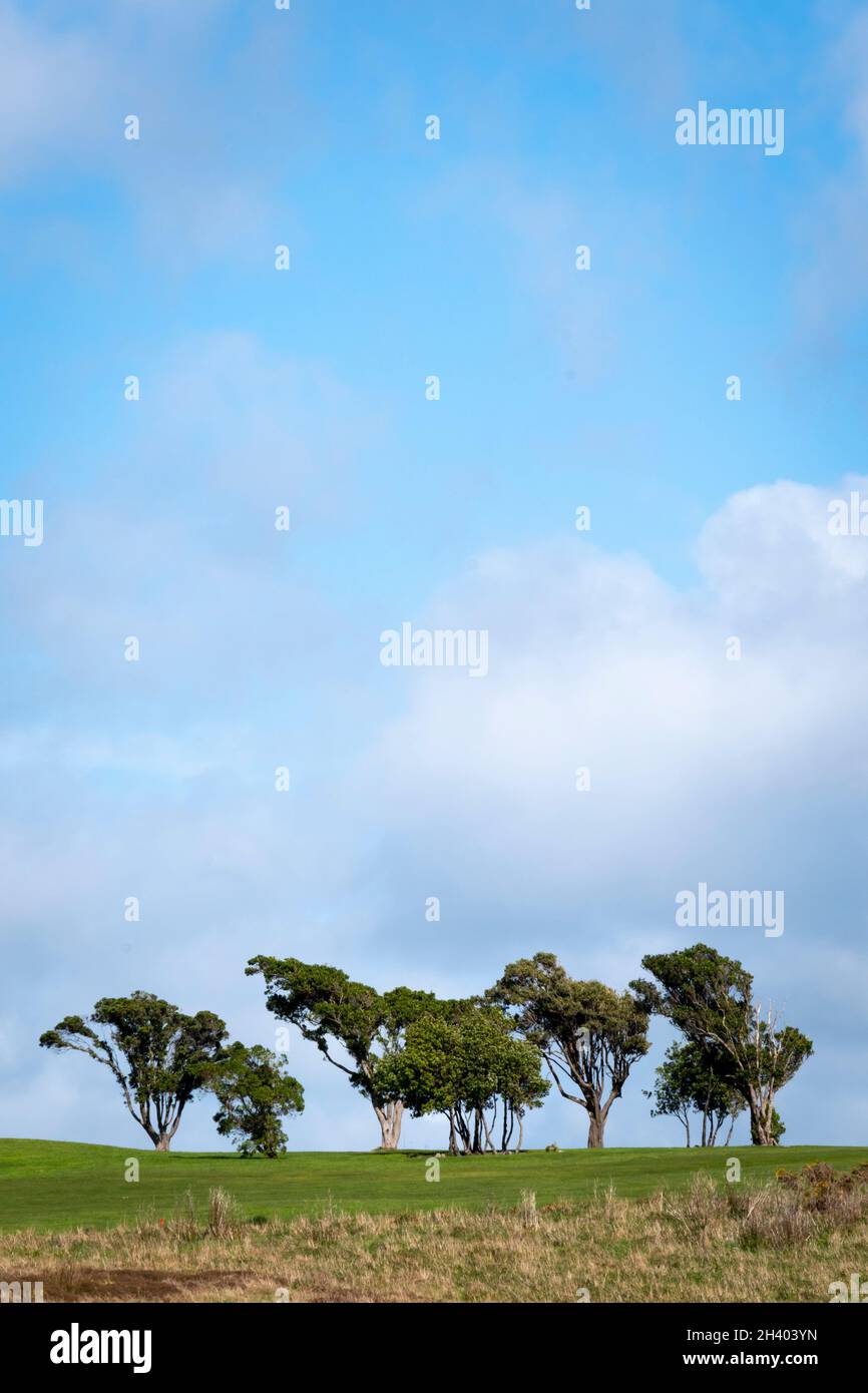 Row of trees on skyline, Titahi Bay, Porirua, Wellington, North Island, New Zealand Stock Photo