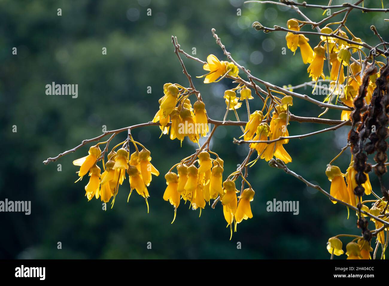 Yellow flowers new zealand native hires stock photography and images
