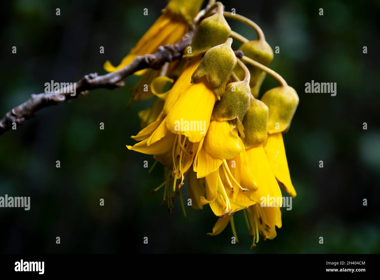 Kowhai flower tree yellow hires stock photography and images Alamy