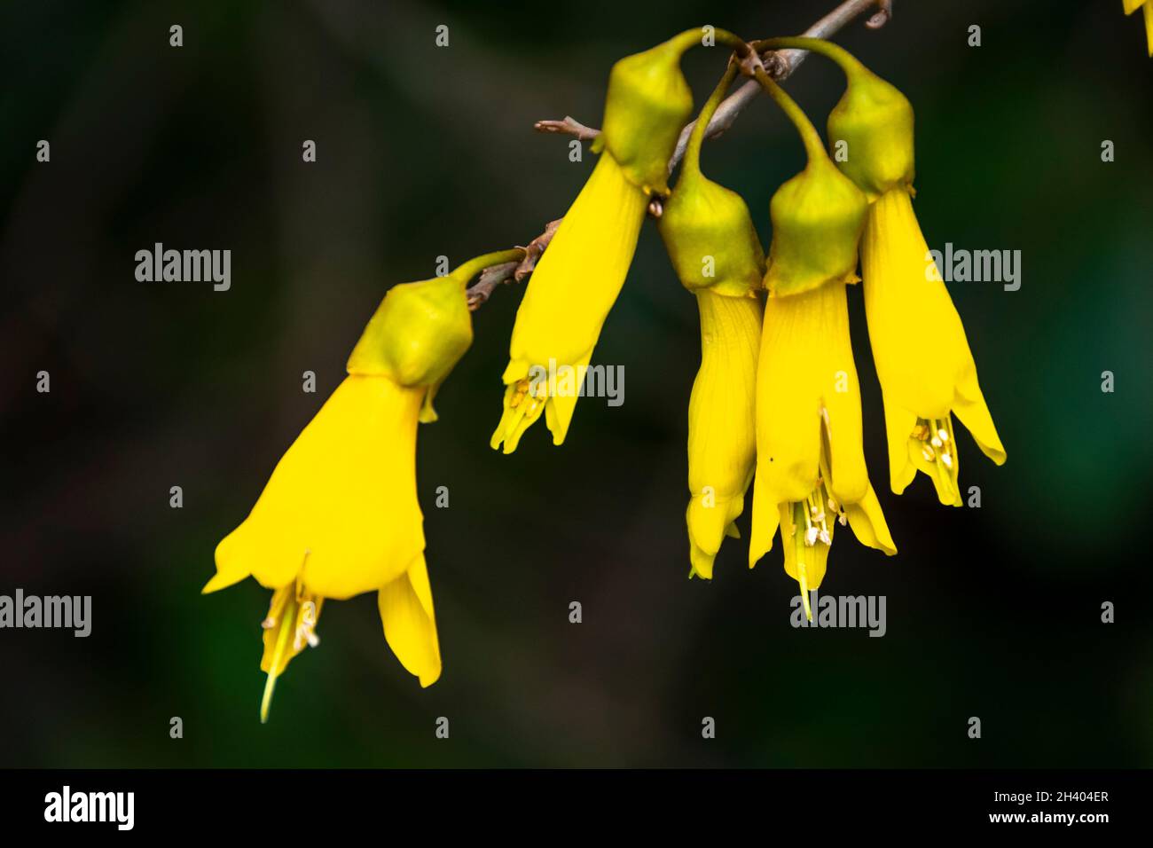 Yellow flowers new zealand native hires stock photography and images