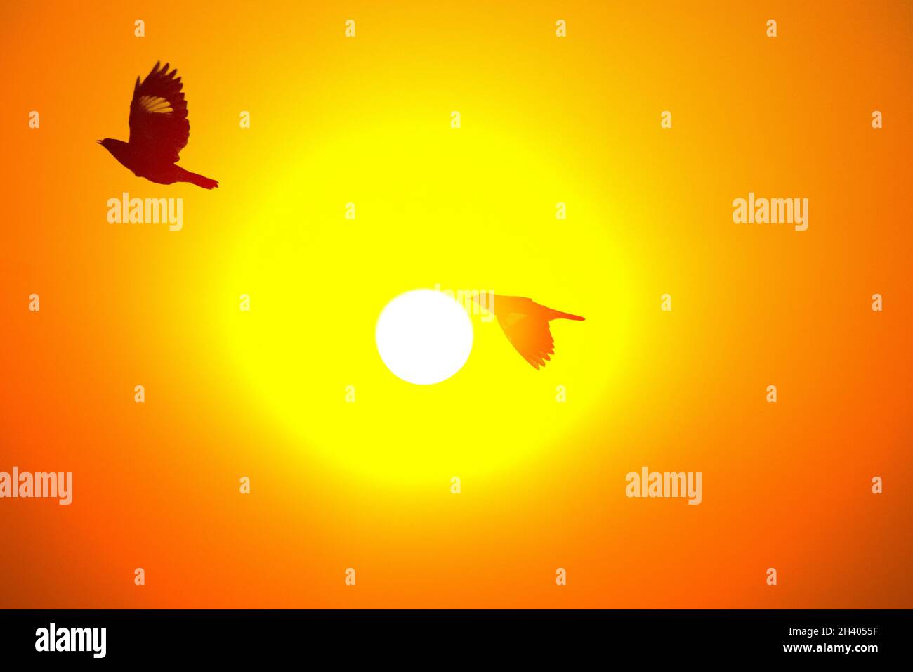 Birds fly against background of sun's disk Stock Photo