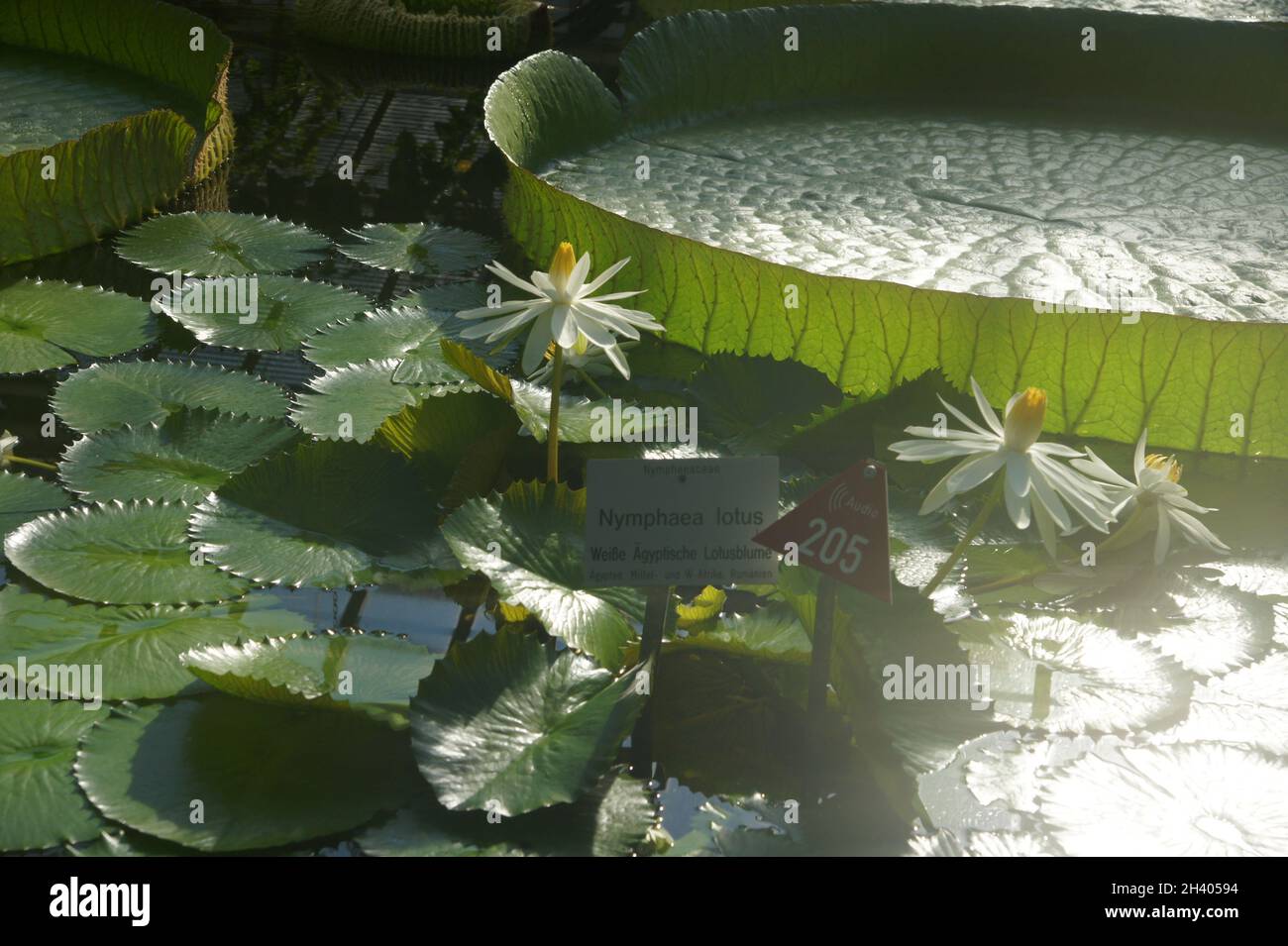 Nymphaea lotus, white Egyptian lotus Stock Photo