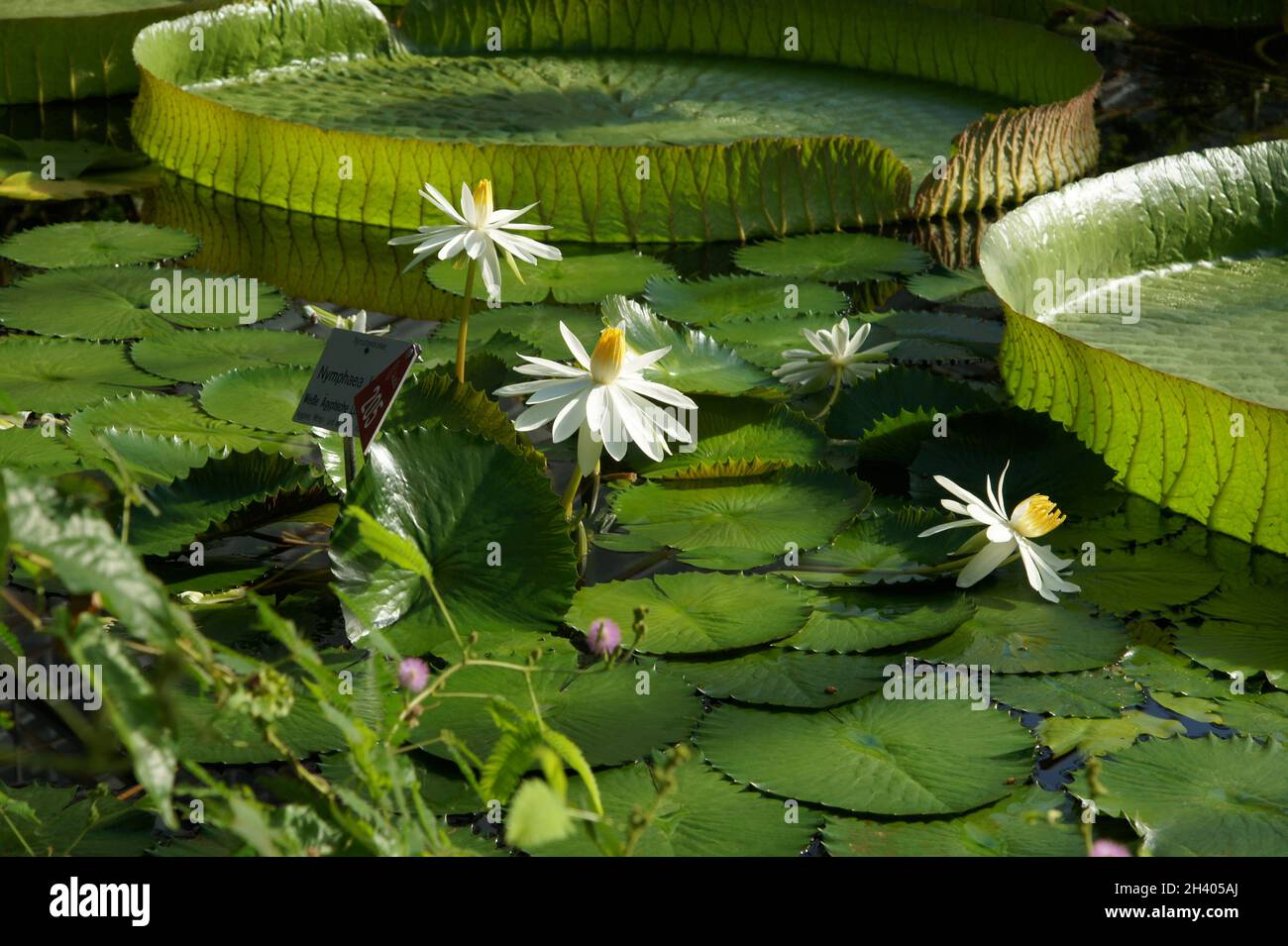 Egyptian Lily High Resolution Stock Photography and Images - Alamy