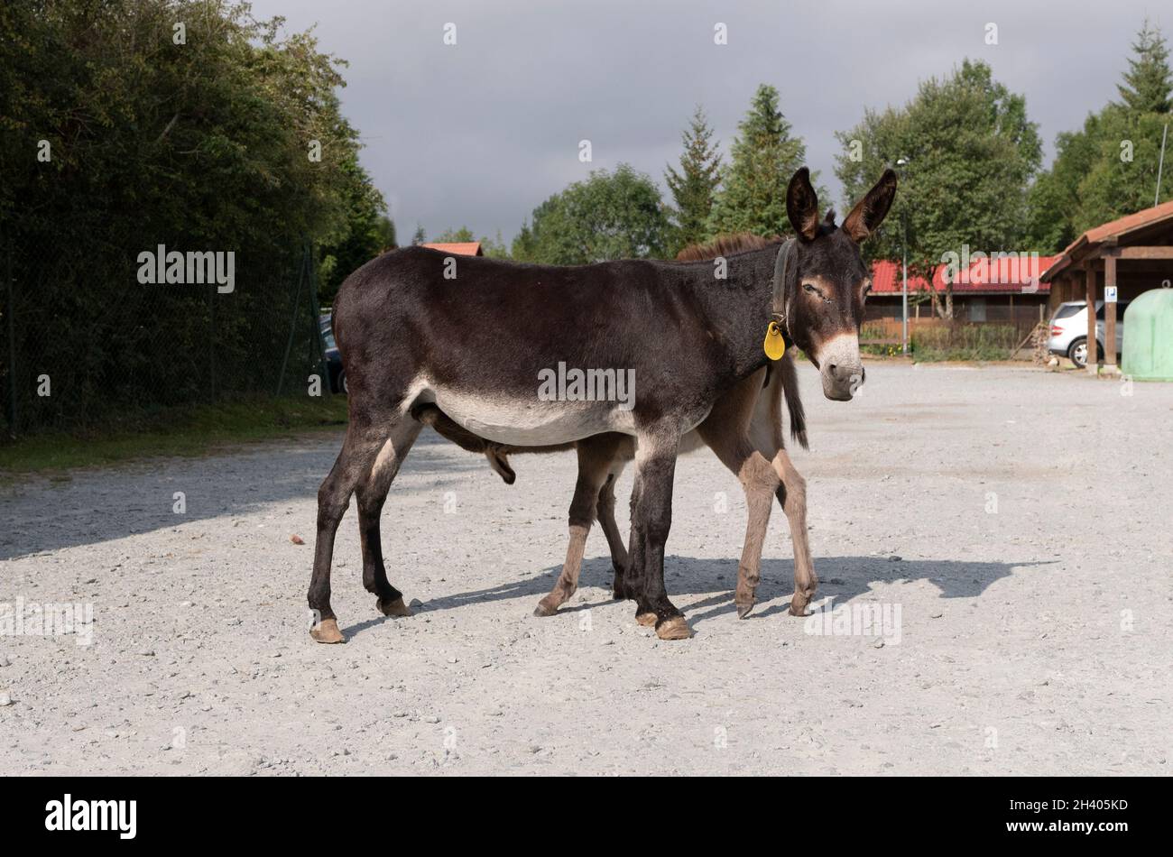 Spanish donkey in freedom in a park of care of the species Stock Photo