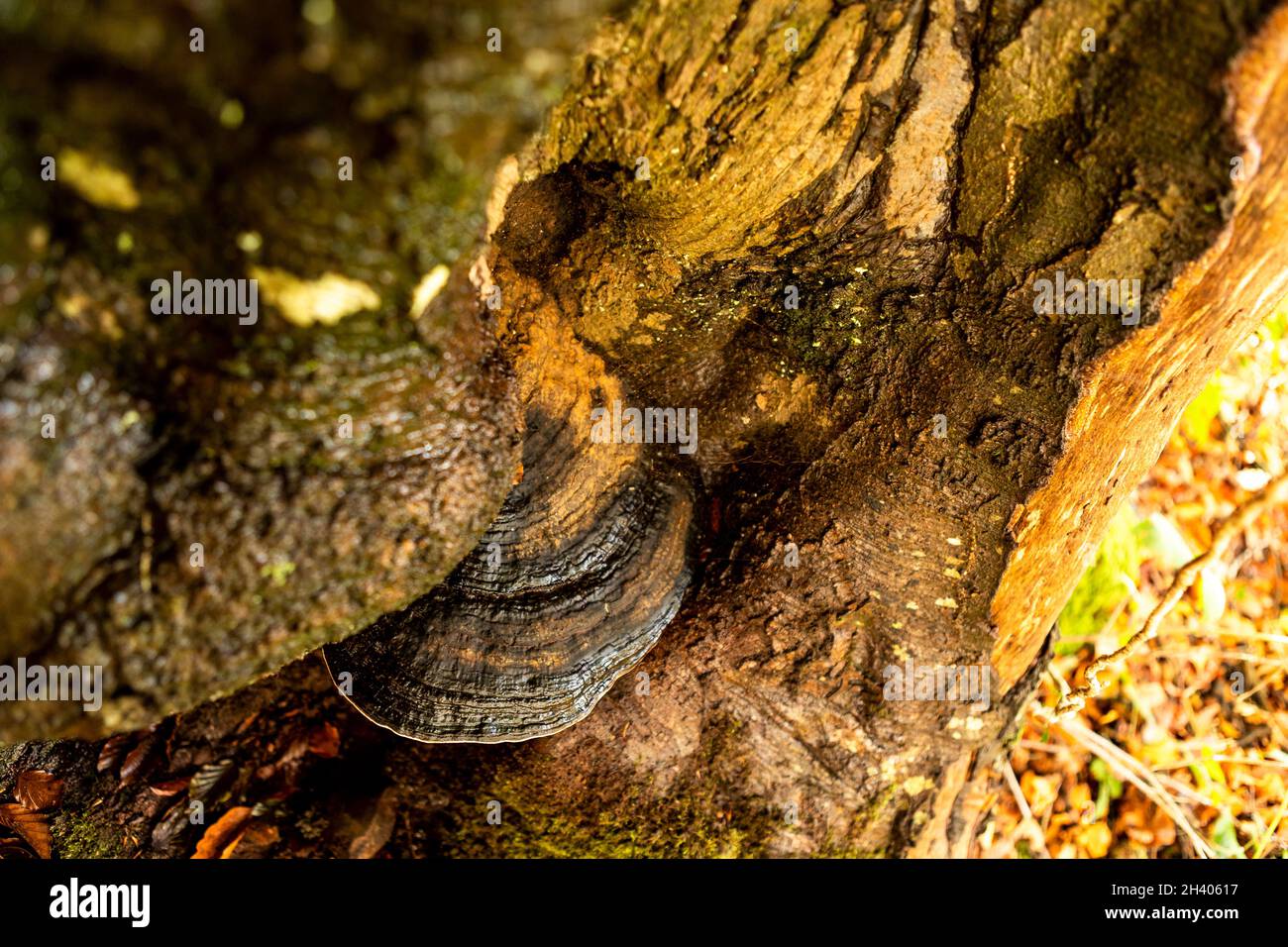 Fomitopsis pinicola, Red-belted Bracket. Autumn, Forest of Dean, England. Fungus Stock Photo