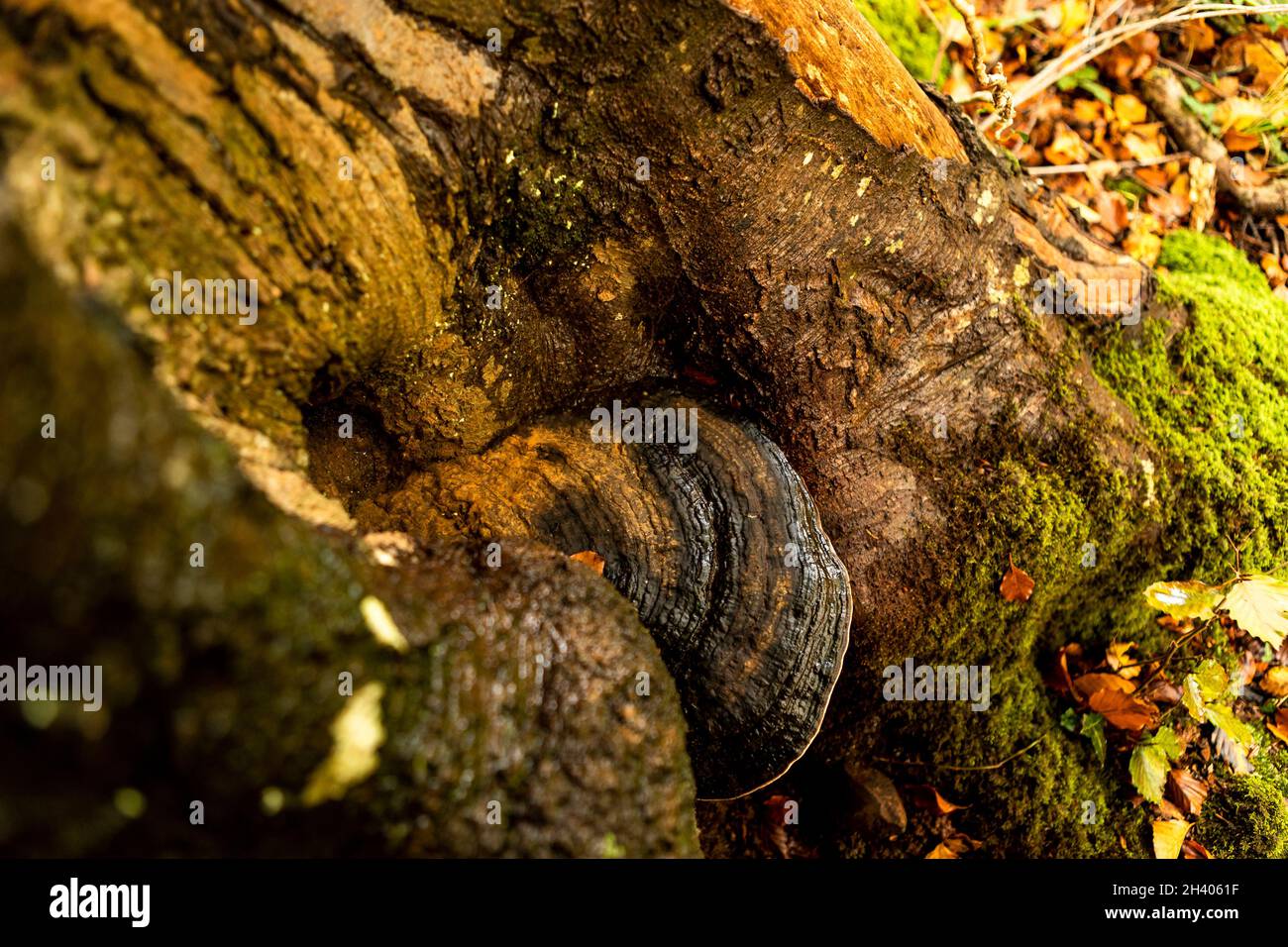 Fomitopsis pinicola, Red-belted Bracket. Autumn, Forest of Dean, England. Fungus Stock Photo