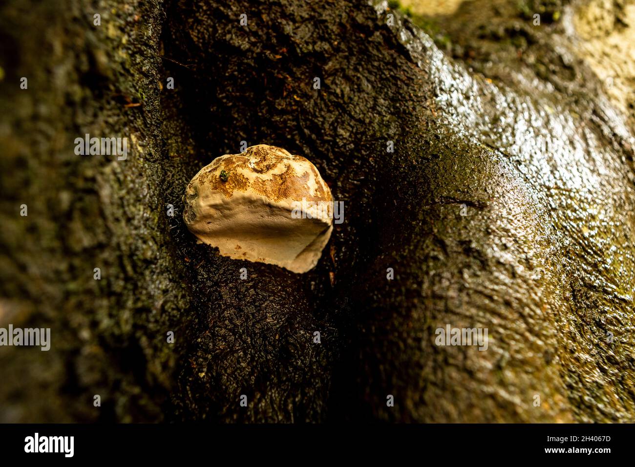Autumn, Forest of Dean, England. Fungus Stock Photo