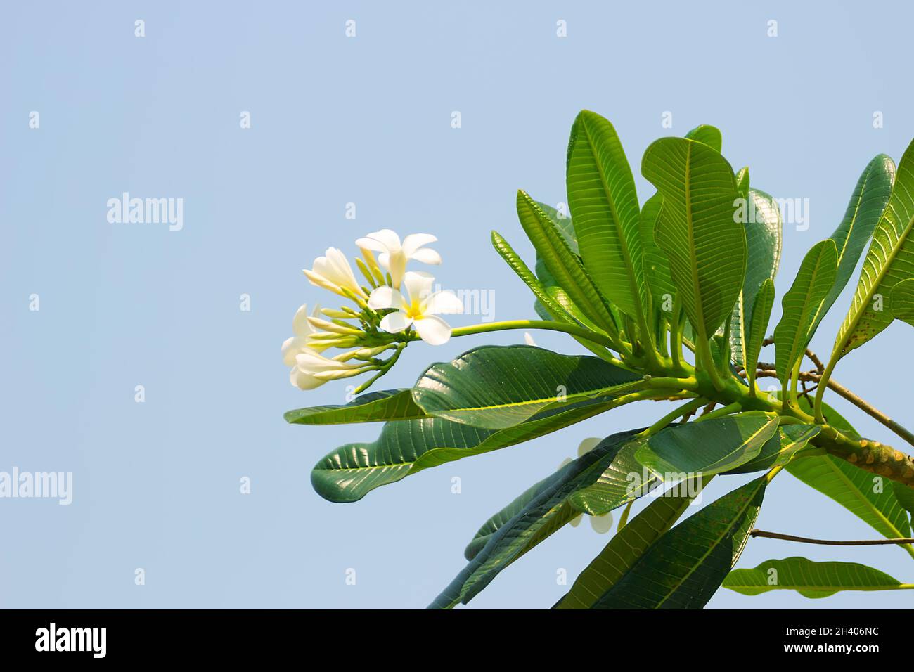 Plumeria most fragrant among beautiful flowers. Stock Photo