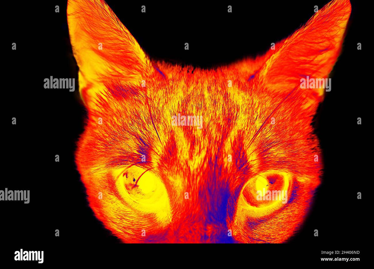 Funny cat in scientific high-tech thermal imager Stock Photo