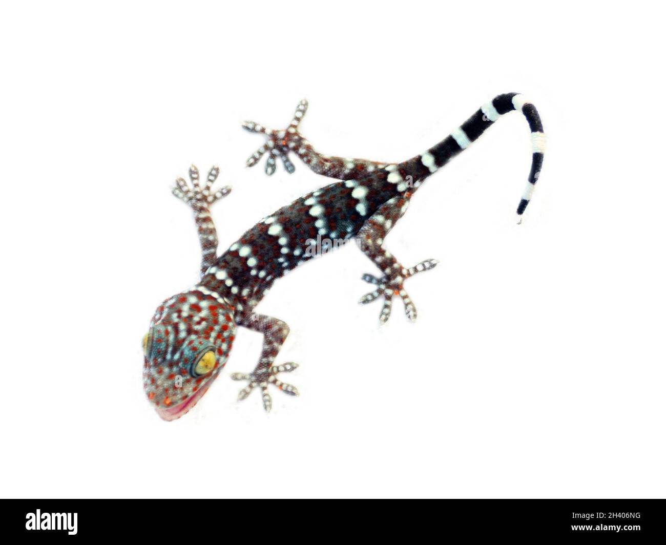 A gray-colored Toki Gecko (Gekko gecko) in white background Stock Photo