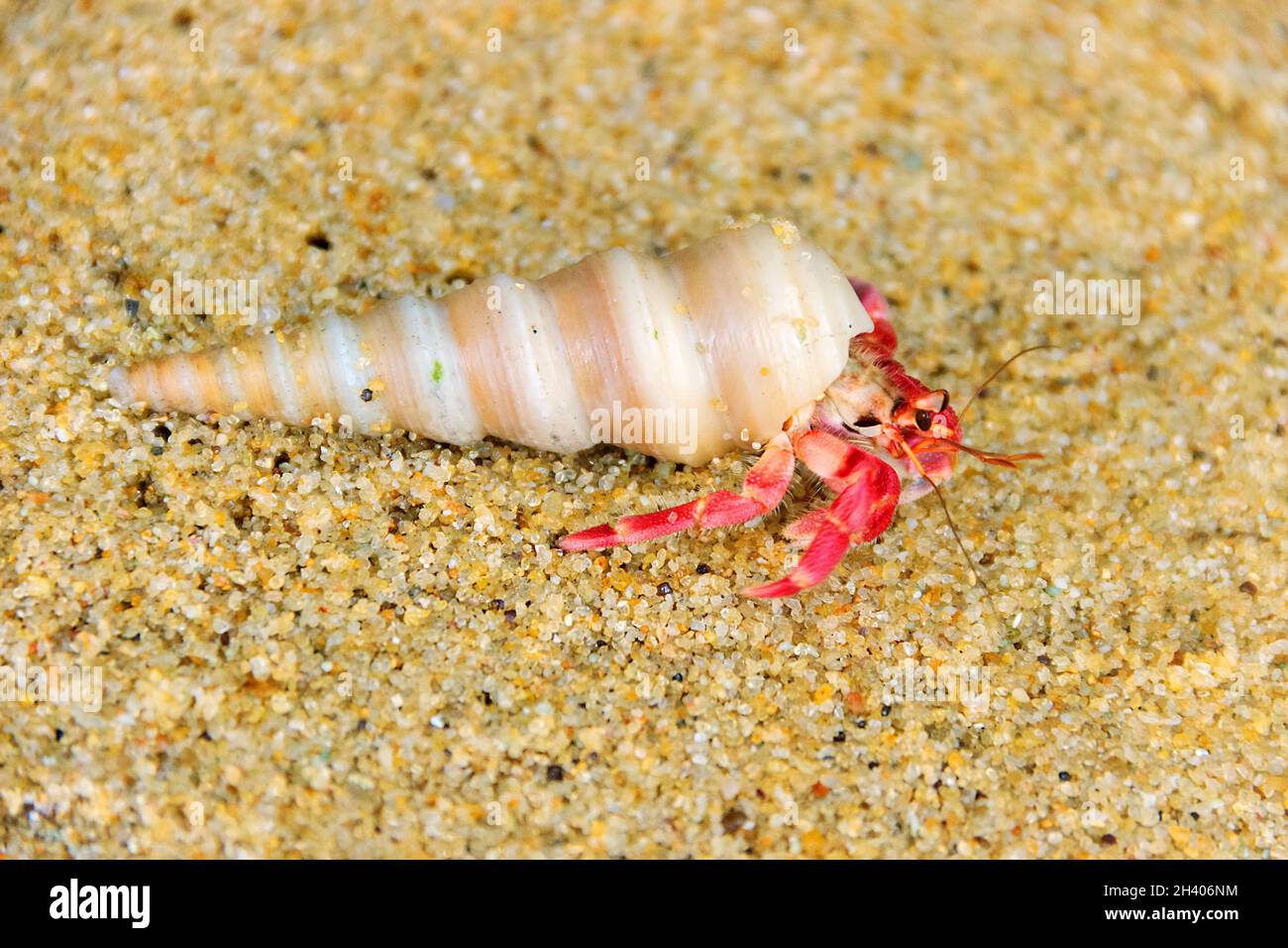 Hermit or diogenes crab in a beautiful gastropod shell Stock Photo