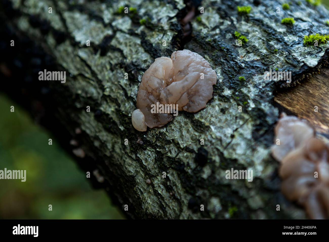 Autumn, Forest of Dean, England. Exidia nucleata - Crystal Brain Fungus Stock Photo