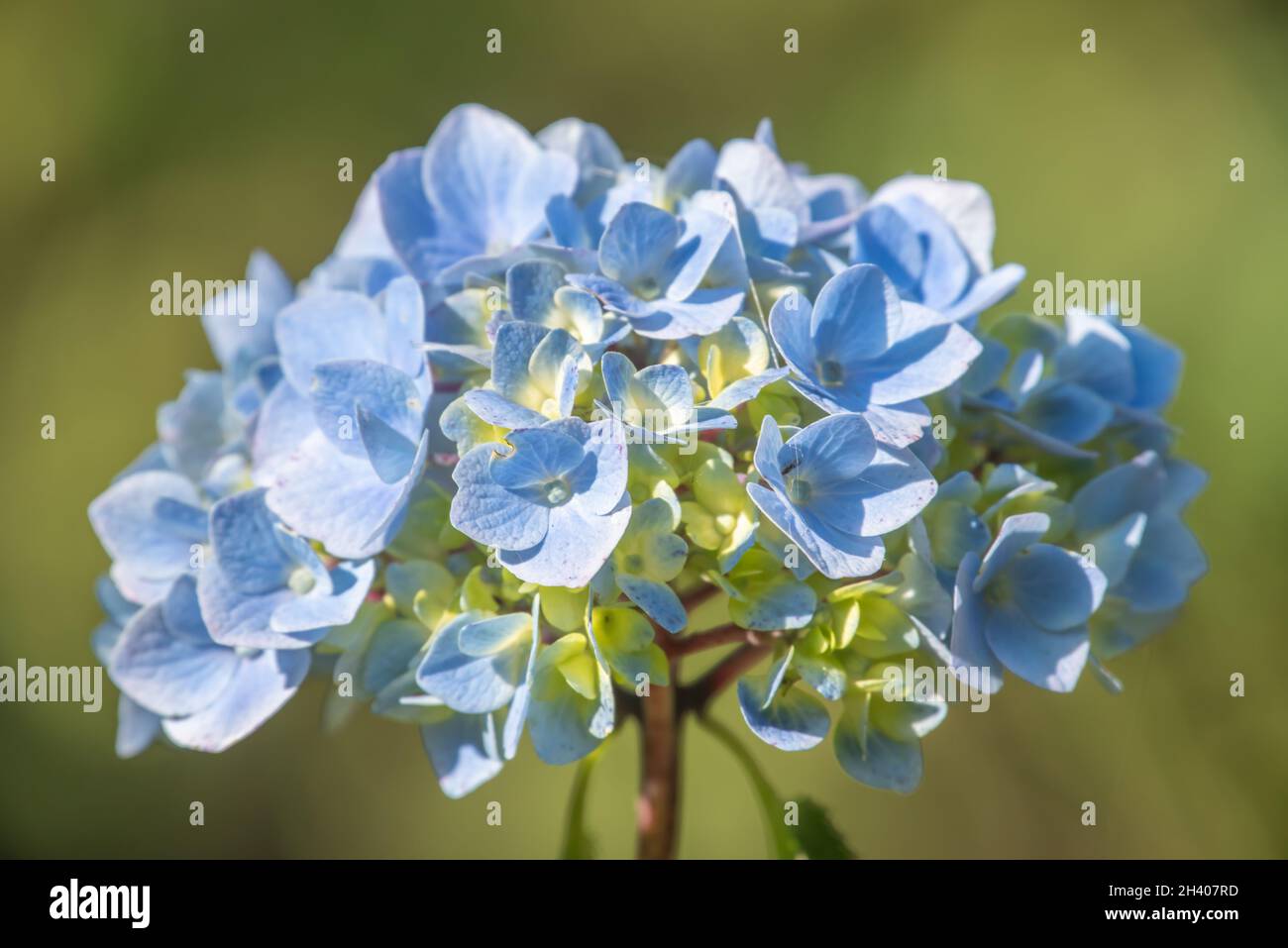Hydrangea blossom Stock Photo