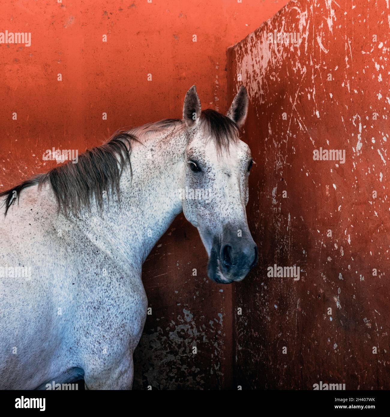 Portrait of horse in stable.  Equus ferus caballus. Stock Photo