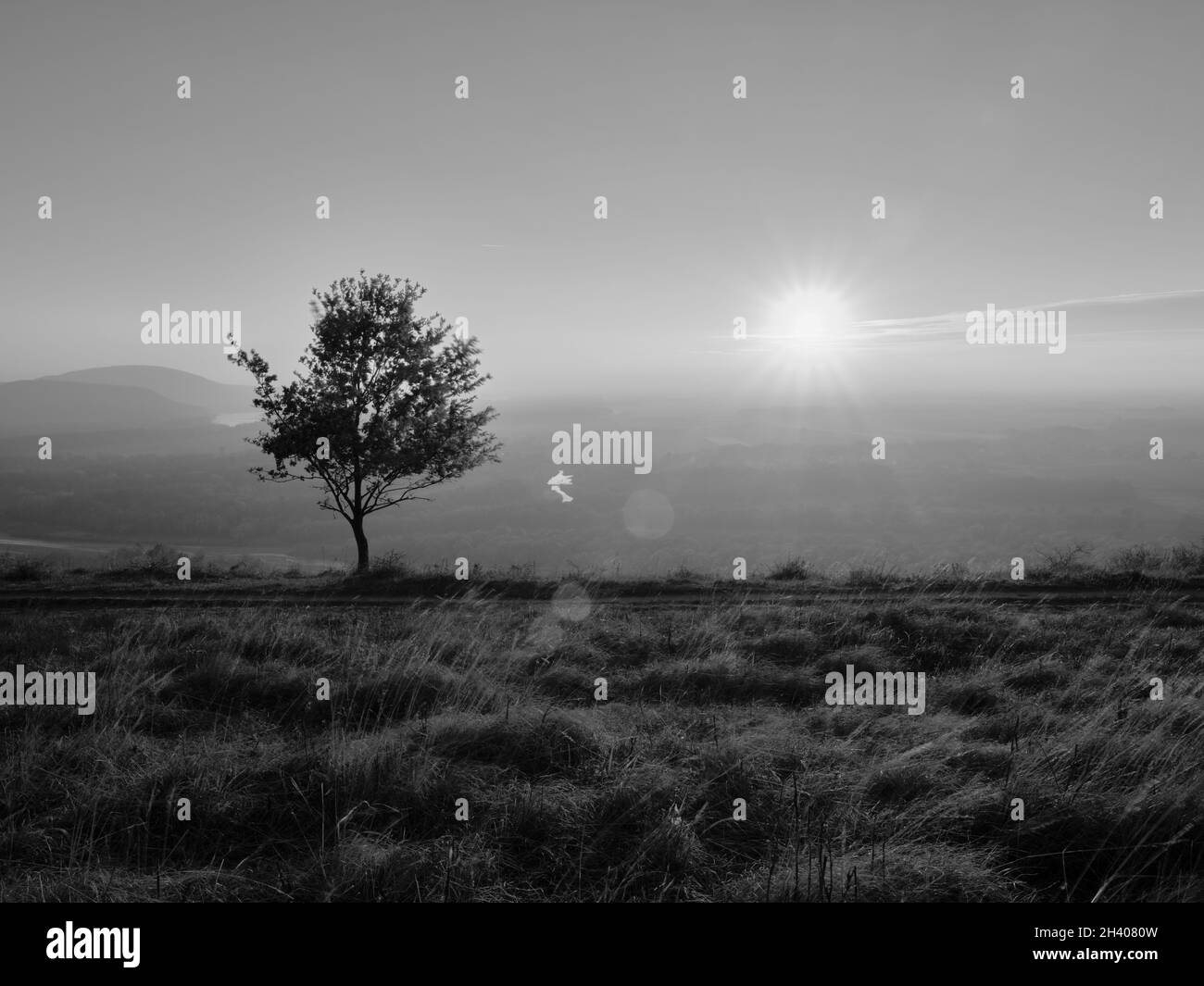Tree, hills and sunset in black and white, Sandberg, Slovakia Stock Photo
