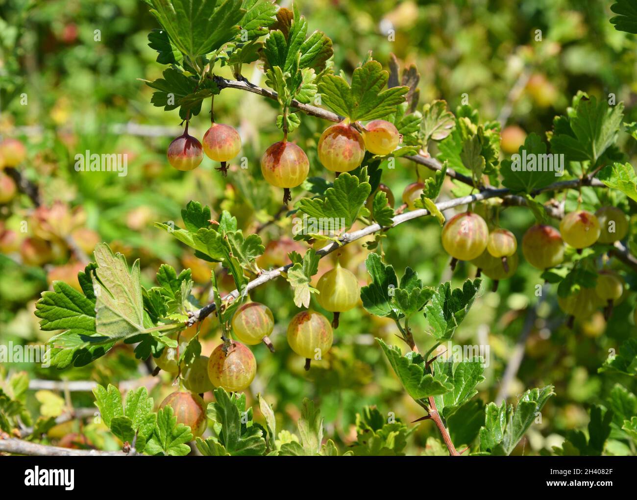 Gooseberry (Ribes uva-crispa, Ribes grossularia) harvest.  Gooseberry bush. Stock Photo