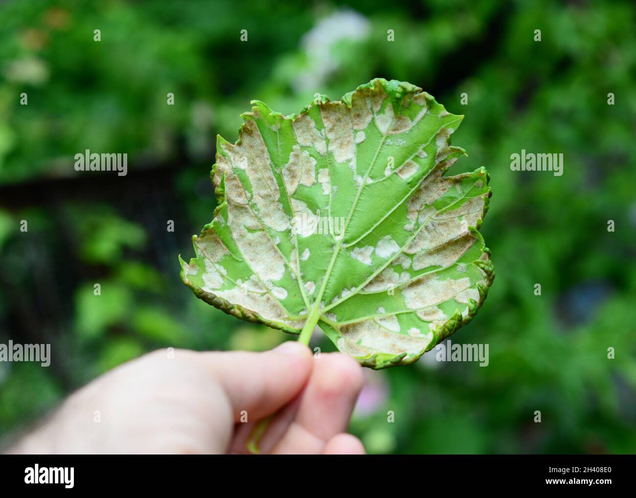 Downy Mildew (Plasmopara vitikola) is a fungal disease that affects grape leaves. Close up on  Grapevine diseases. Stock Photo