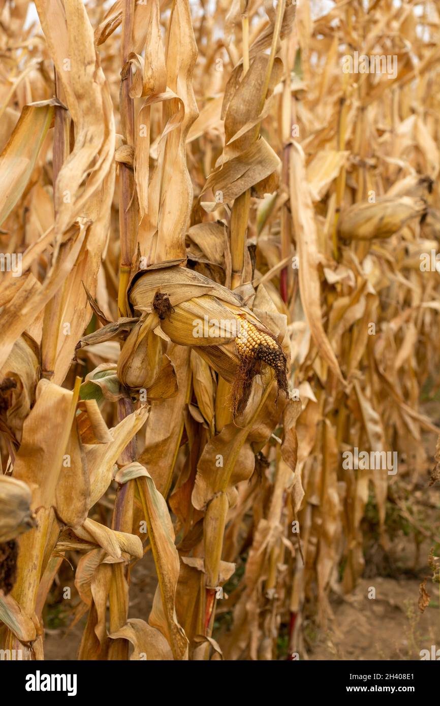 Field of Corn (Zea mays) ready for harvest. Maize agricultural field in the autumn. Stock Photo
