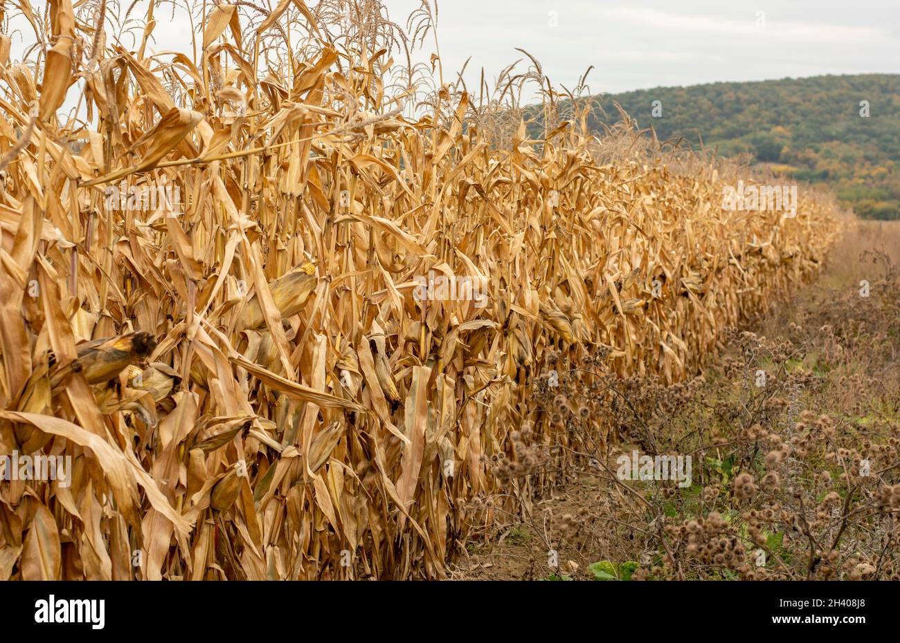 Field of Corn (Zea mays) ready for harvest. Maize agricultural field in the autumn. Stock Photo