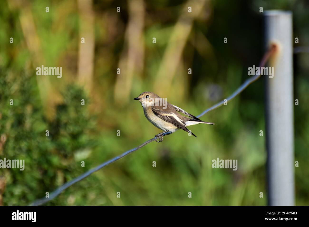 Small bird sitting on a fence at the coastline in the evening sun Stock Photo