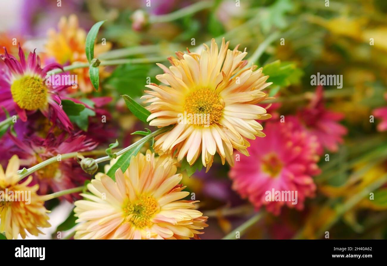 Bouquet of chrysanthemum close-up. Beautiful bright background of mottled chrysanthemums Stock Photo