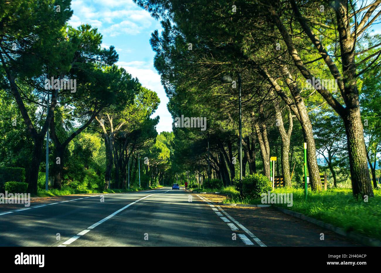 Spring landscape many trees hi-res stock photography and images - Alamy