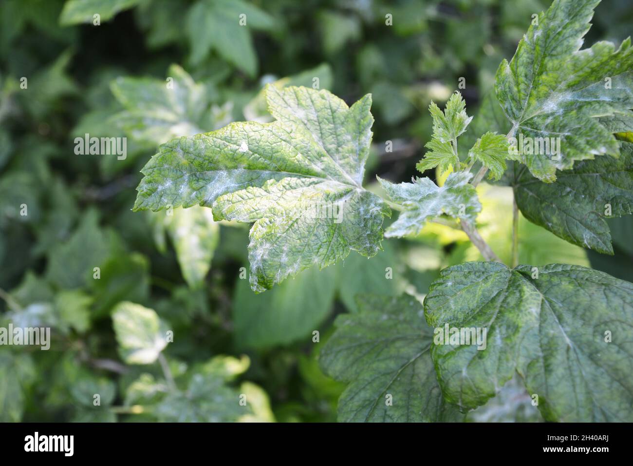 Black currant diseases. Downy Mildew. American gooseberry mildew and powdery mildew can infect the leaves. Stock Photo