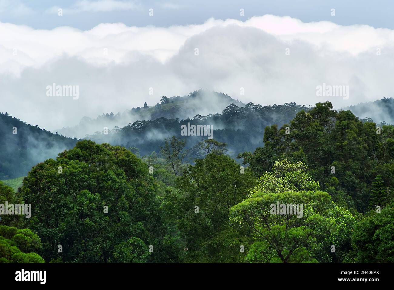 Cloud covers the mountain and cloud forest Stock Photo